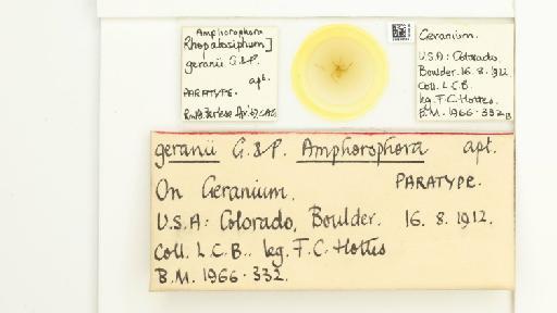 Amphorophora geranii Gillette & Palmer, 1929 - 014839180_112448_1092721_157842_Type