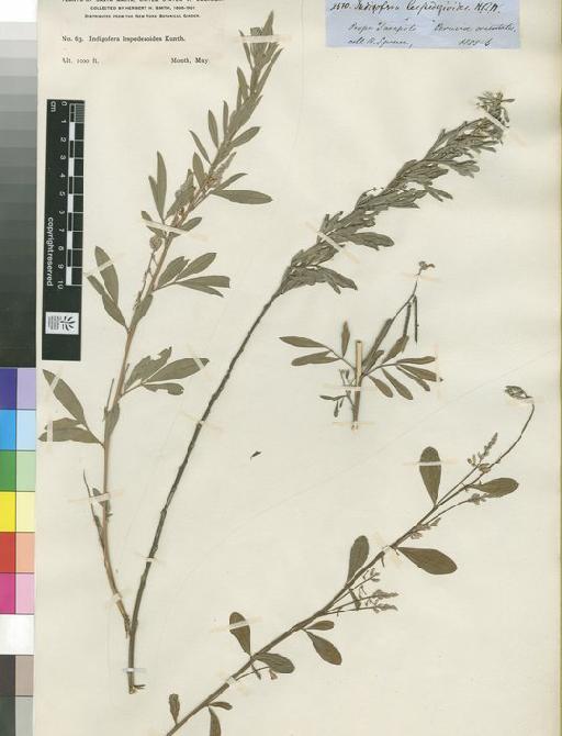 Indigofera lespedezioides Kunth - Spruce - BM000778388