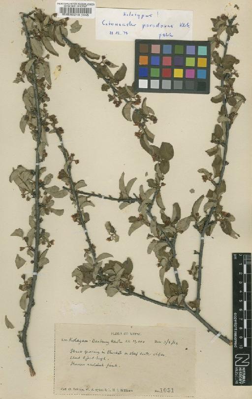 Cotoneaster paradoxus G.Klotz - BM000550218