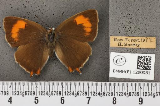 Thecla betulae (Linnaeus, 1758) - BMNHE_1290081_128449