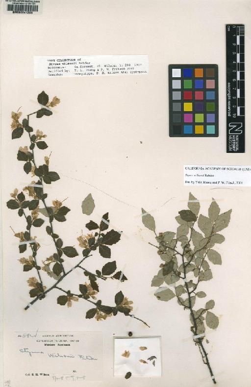 Styrax wilsonii Rehder - BM000641295