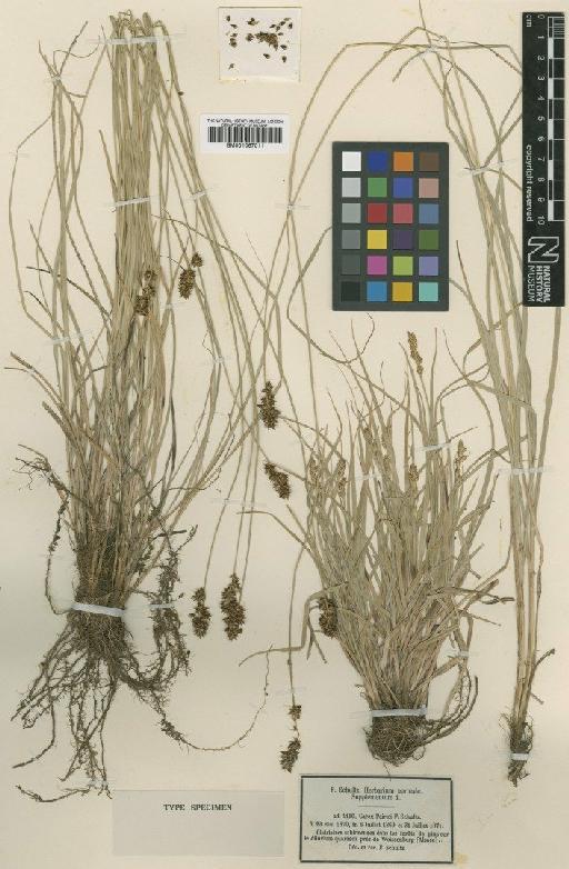 Carex muricata subsp. lamprocarpa Čelak. - BM001067011
