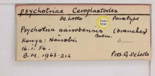 Alecanochiton psychotriae De Lotto, 1956 - 010713618_additional