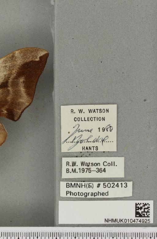 Smerinthus ocellata ab. deroseata Lempke, 1959 - NHMUK_010474925_label_525269