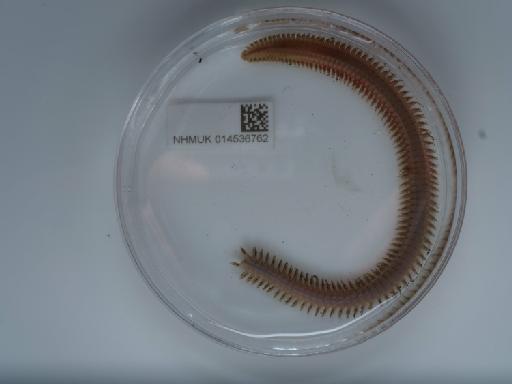 Nephtys hombergii Savigny in Lamarck, 1881 - 014536762_1