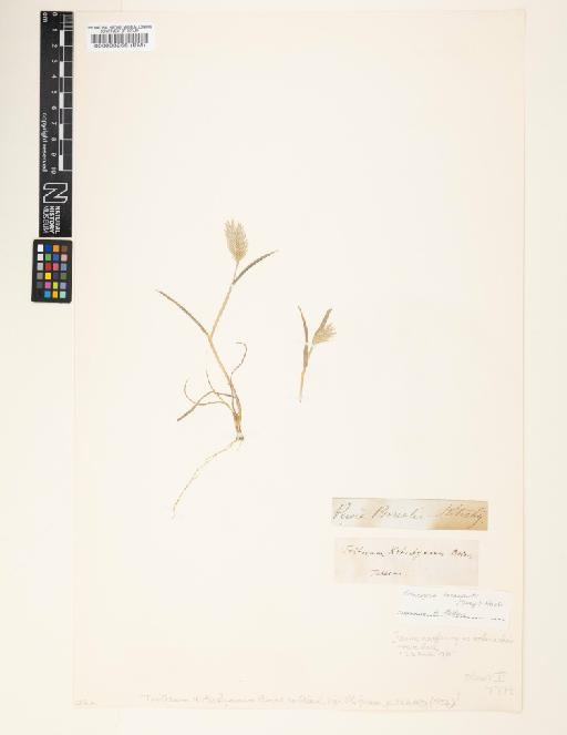 Eremopyrum bonaepartis (Spreng.) Nevski - 000093256