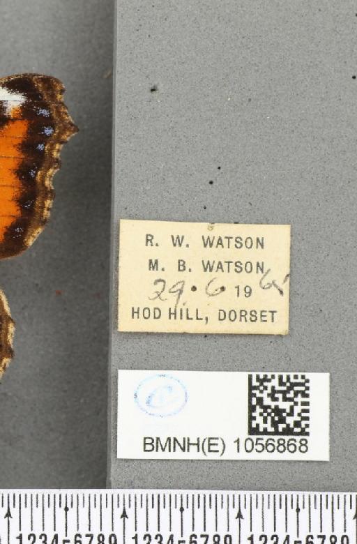 Aglais urticae ab. magnipuncta Raynor, 1909 - BMNHE_1056868_label_46365