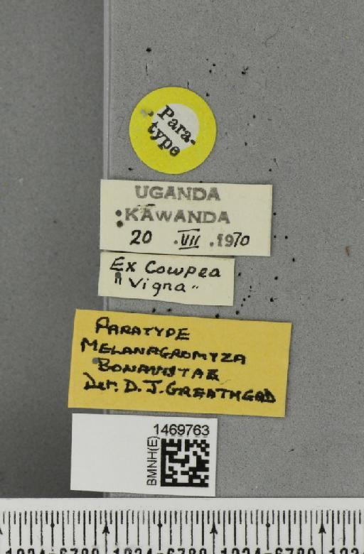 Melanagromyza bonavistae Greathead, 1971 - BMNHE_1469763_label_44925