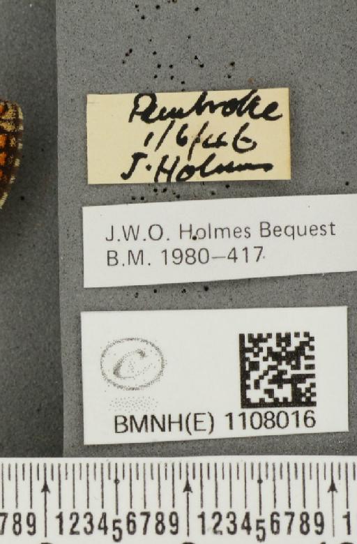 Euphydryas aurinia (Rottemburg, 1775) - BMNHE_1108016_label_22336