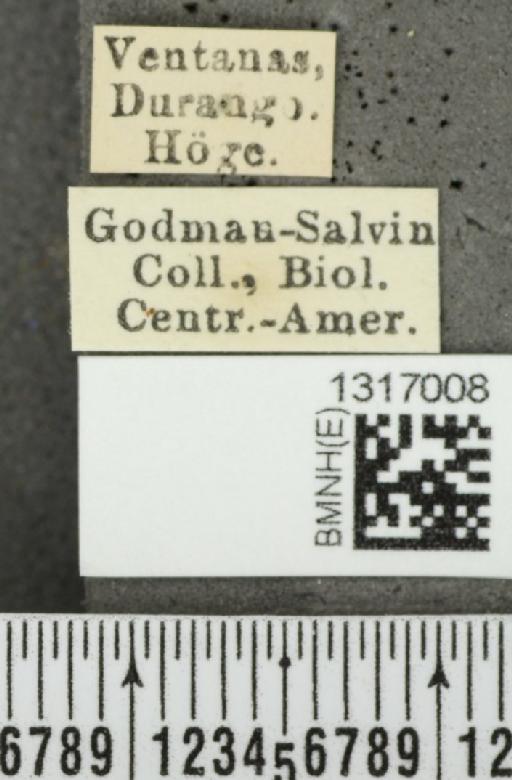 Calligrapha (Erythrographa) aladina Bechyné, 1954 - BMNHE_1317008_label_16221