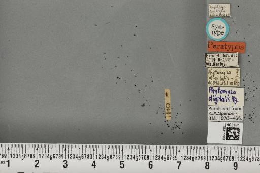 Phytomyza digitalis Hering, 1925 - BMNHE_1492191_53859