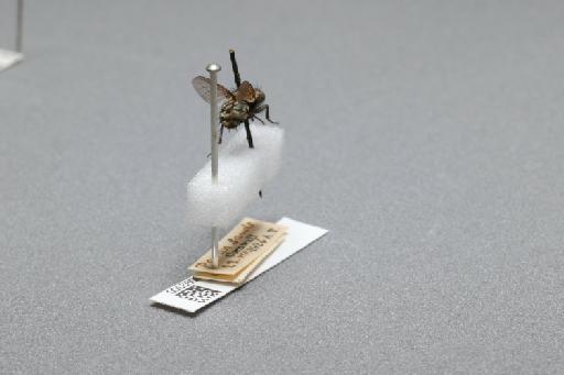 Sarcophaga (Myorhina) nigriventris Meigen, 1826 - 015092300_additional_1