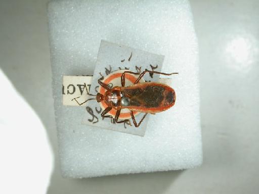 Scadra maculiventris Stål, 1863 - Hemiptera: Scadra Maculiventris Ht