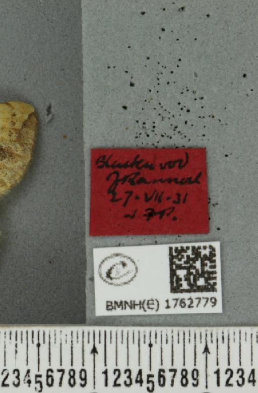 Eulithis populata (Linnaeus, 1758) - BMNHE_1762779_a_label_344304