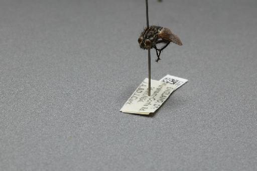 Sarcophaga (Rosellea) aratrix Pandelle, 1896 - 015092873_additional_3