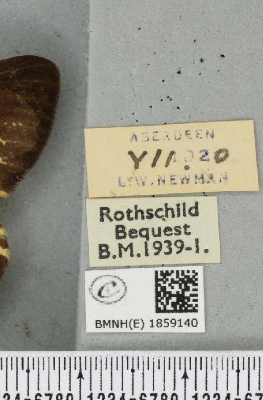 Abraxas grossulariata (Linnaeus, 1758) - BMNHE_1859140_label_416905