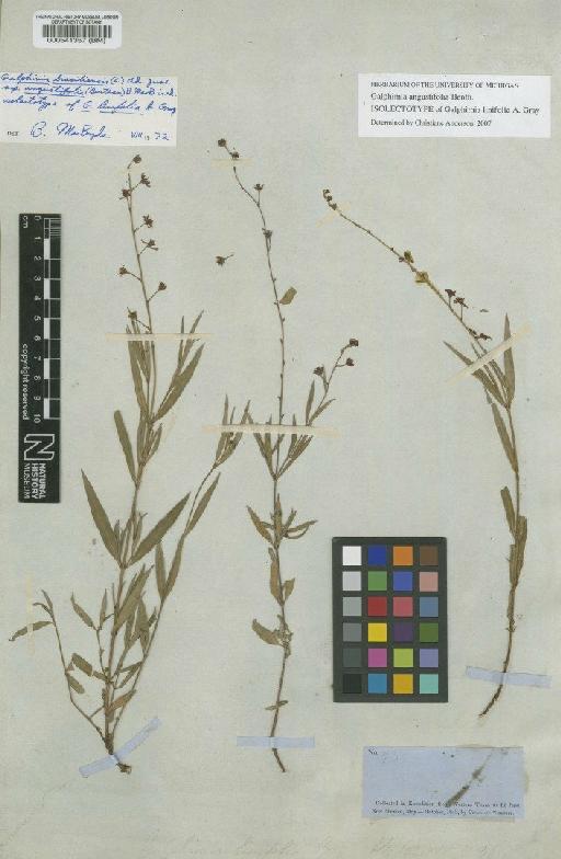 Galphimia angustifolia Benth. - BM000541357