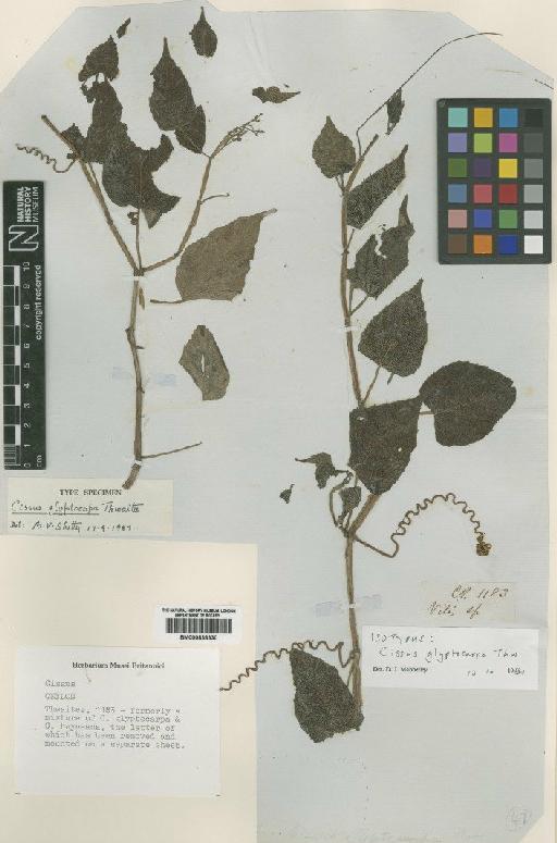 Cissus glyptocarpa Thwaites - BM000838330