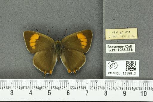 Thecla betulae (Linnaeus, 1758) - BMNHE_1138812_95240