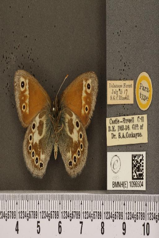 Coenonympha tullia davus ab. cockaynei Hopkins, 1955 - BMNHE_1096504_7403