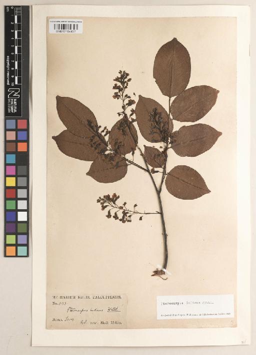 Pterocarpus indicus f. indicus - BM012564433