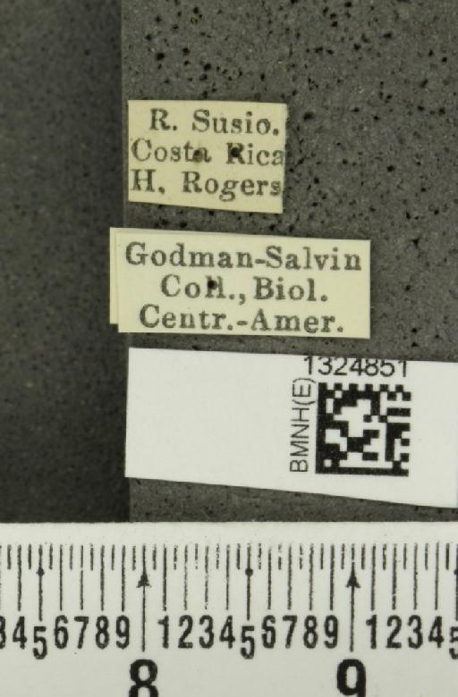 Isotes sexpunctata (Jacoby, 1878) - BMNHE_1324851_label_21968