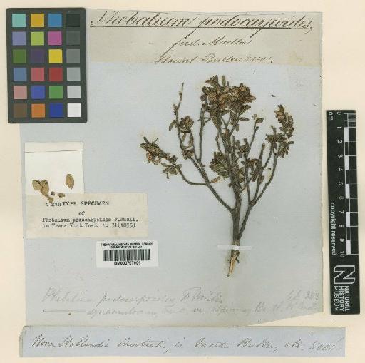 Phebalium squamulosum subsp. alpinum (Benth.) Paul G.Wilson - BM000797901