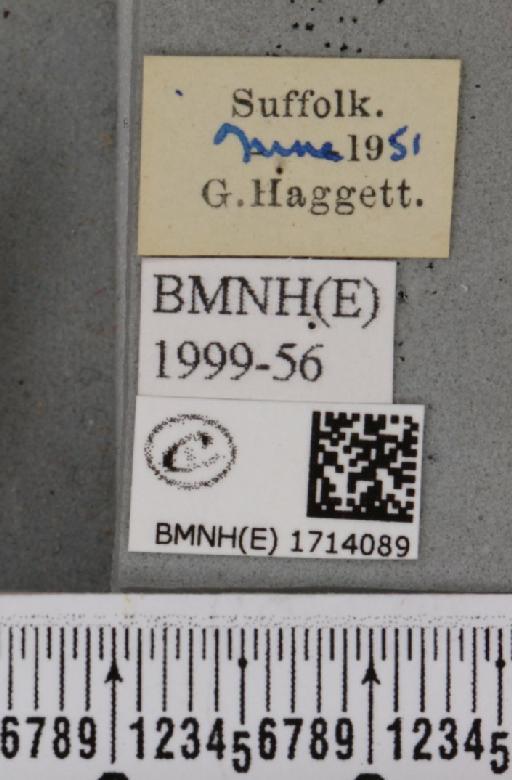 Scopula rubiginata (Hufnagel, 1767) - BMNHE_1714089_label_268677