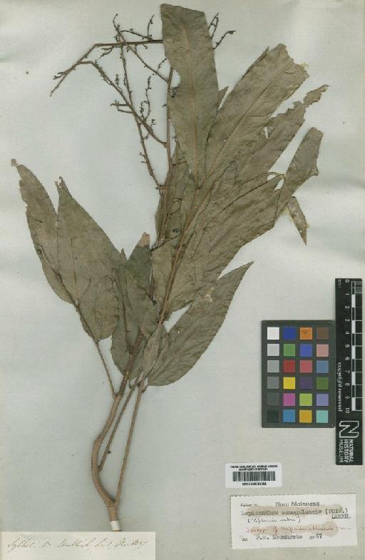 Lepisanthes senegalensis (Poir.) Leenh - BM000838055