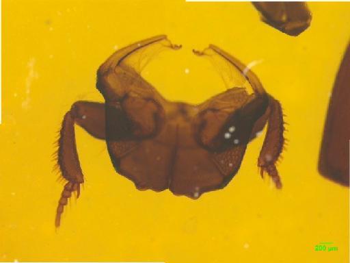 Hypocaccus (Baeckmanniolus) dimidiatus maritimus (Stephens, 1830) - 010189519___13