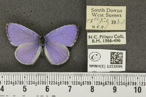 Celastrina argiolus britanna (Verity, 1919) - BMNHE_1151099_112130