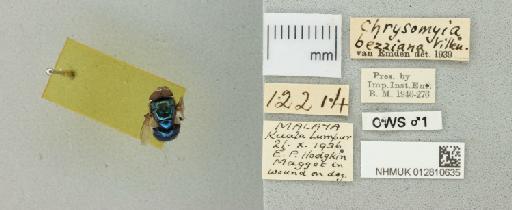 Chrysomya bezziana Villeneuve, 1914 - 012810635_759701_1297611