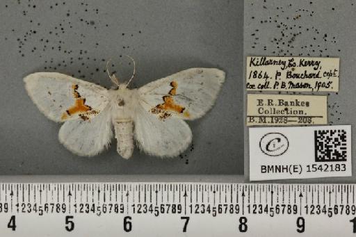 Leucodonta bicoloria (Denis & Schiffermüller, 1775) - BMNHE_1542183_282520