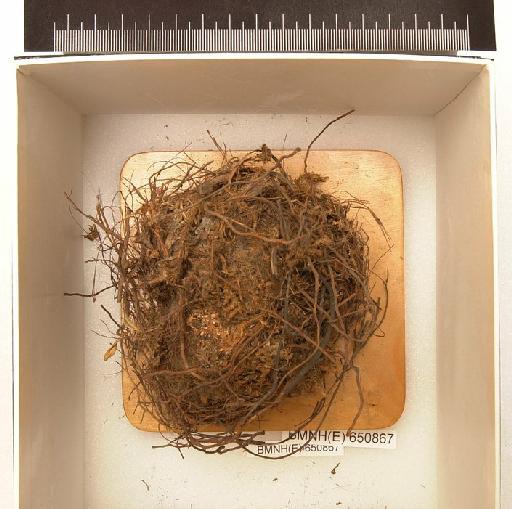 Bombus (Pyrobombus) pratorum (Linnaeus, 1761) - Hymenoptera Nest BMNH(E) 650867