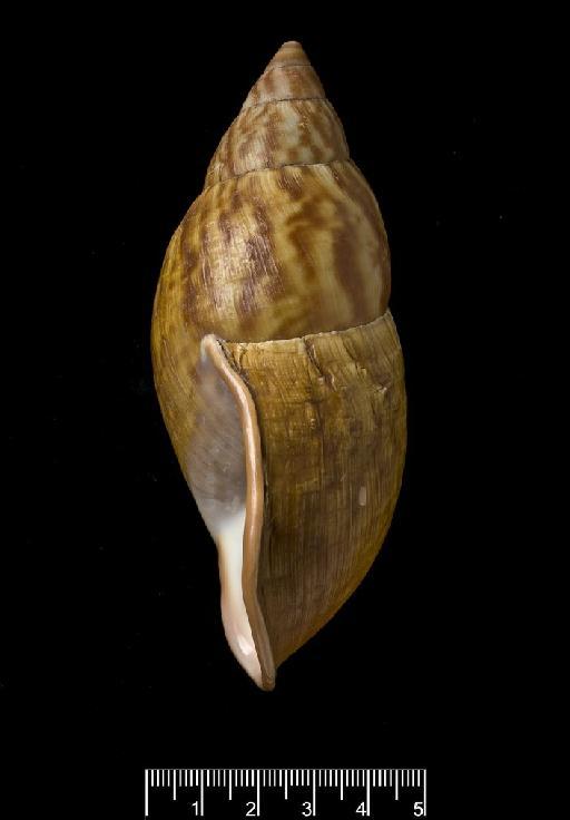 Strophocheilus (Dryptus) jubeus subterclass Tectipleura Fulton, 1908 - Strophocheilus (Dryptus) jubeus Fulton, 1908. NHM 1905.5.3.1. LECTOTYPE. Lateral view