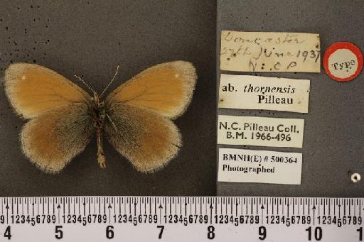 Coenonympha tullia polydama ab. thornensis Pilleau, 1952 - BMNHE_500364_7778