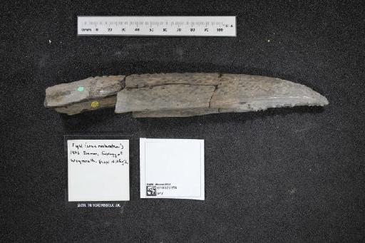 Asteracanthus ornatissimus Agassiz, 1837 - 010022358_L010040508_(2)