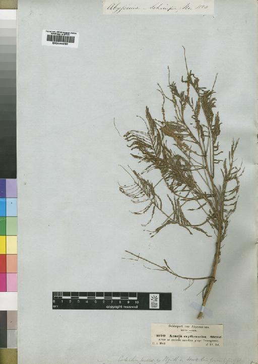 Acacia polyacantha subsp. campylacantha (Hochst. ex A.Rich.) Brenan - BM000842061