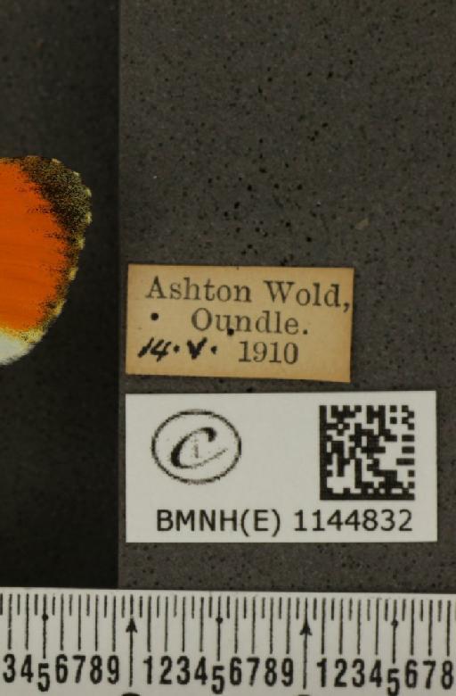 Anthocharis cardamines britannica Verity, 1908 - BMNHE_1144832_label_98922