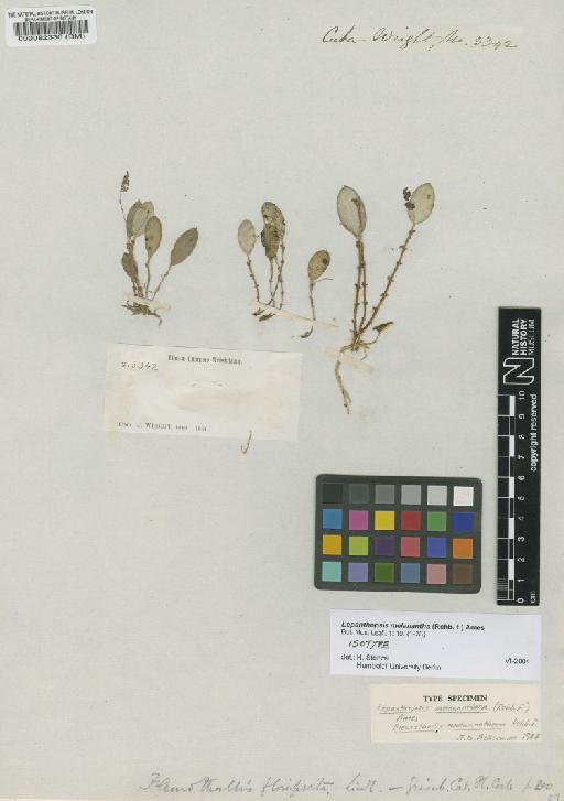 Lepanthopsis melanantha (Rchb.f.) Ames - BM000082330