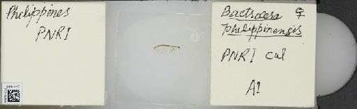 Bactrocera (Bactrocera) philippinensis Drew & Hancock, 1994 - BMNHE_1444417_57437