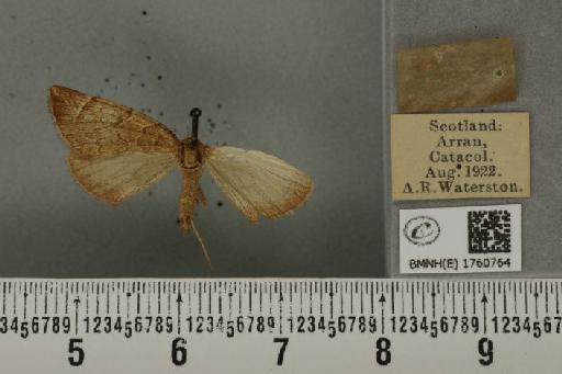 Eulithis testata (Linnaeus, 1761) - BMNHE_1760764_343723