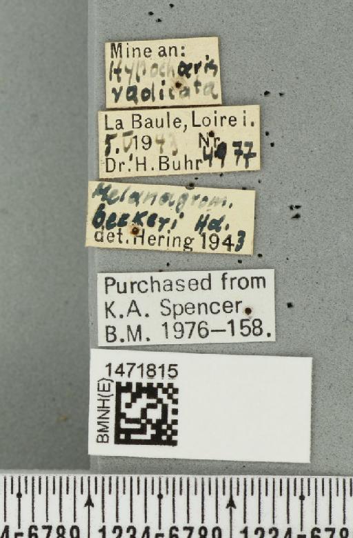 Ophiomyia beckeri (Hendel, 1923) - BMNHE_1471815_label_47030