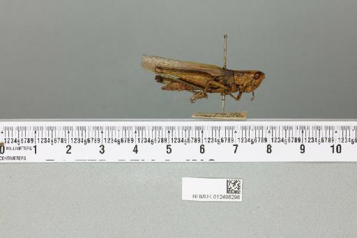 Oxya japonica japonica (Thunberg, 1815) - 012498298_reverse(1)