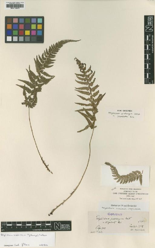 Polystichum luctuosum (Kunze) T.Moore - BM001048676