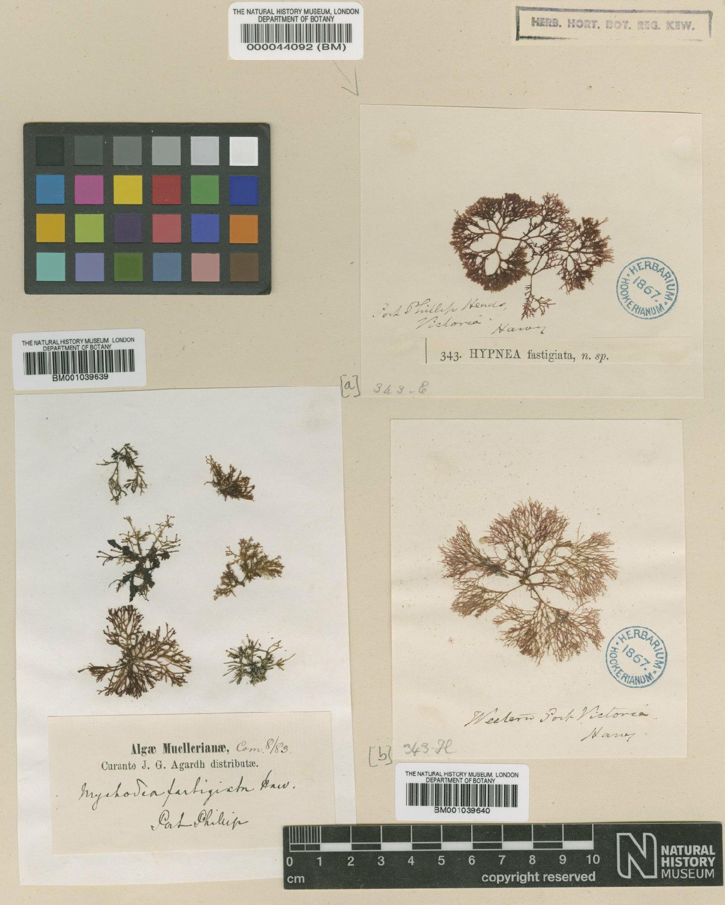 To NHMUK collection (Mychodea pusilla (Harv.) J.Agardh; NHMUK:ecatalogue:725541)