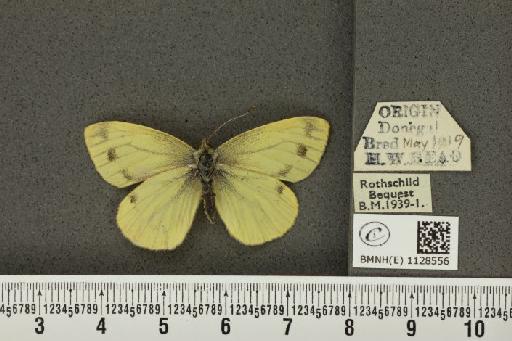 Pieris napi britannica Müller & Kautz, 1939 - BMNHE_1128556_81170