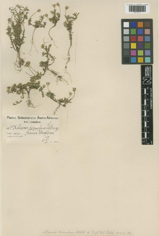 Zyrphelis decumbens Schltr. & G.L.Nesom - BM001250123