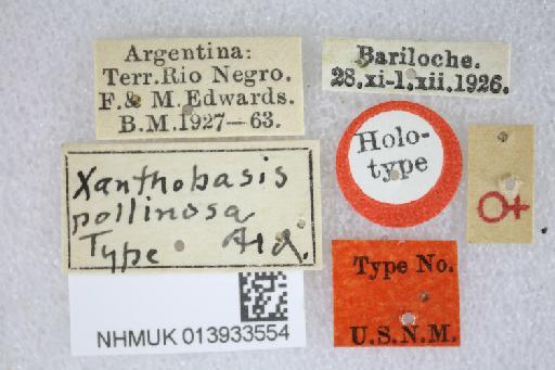 Xanthobasis pollinosa Aldrich, 1934 - Xanthobasis pollinosa HT labels