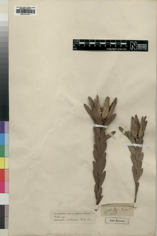 Leucadendron procerum (Salisb. ex Knight) I.Williams - BM000910574